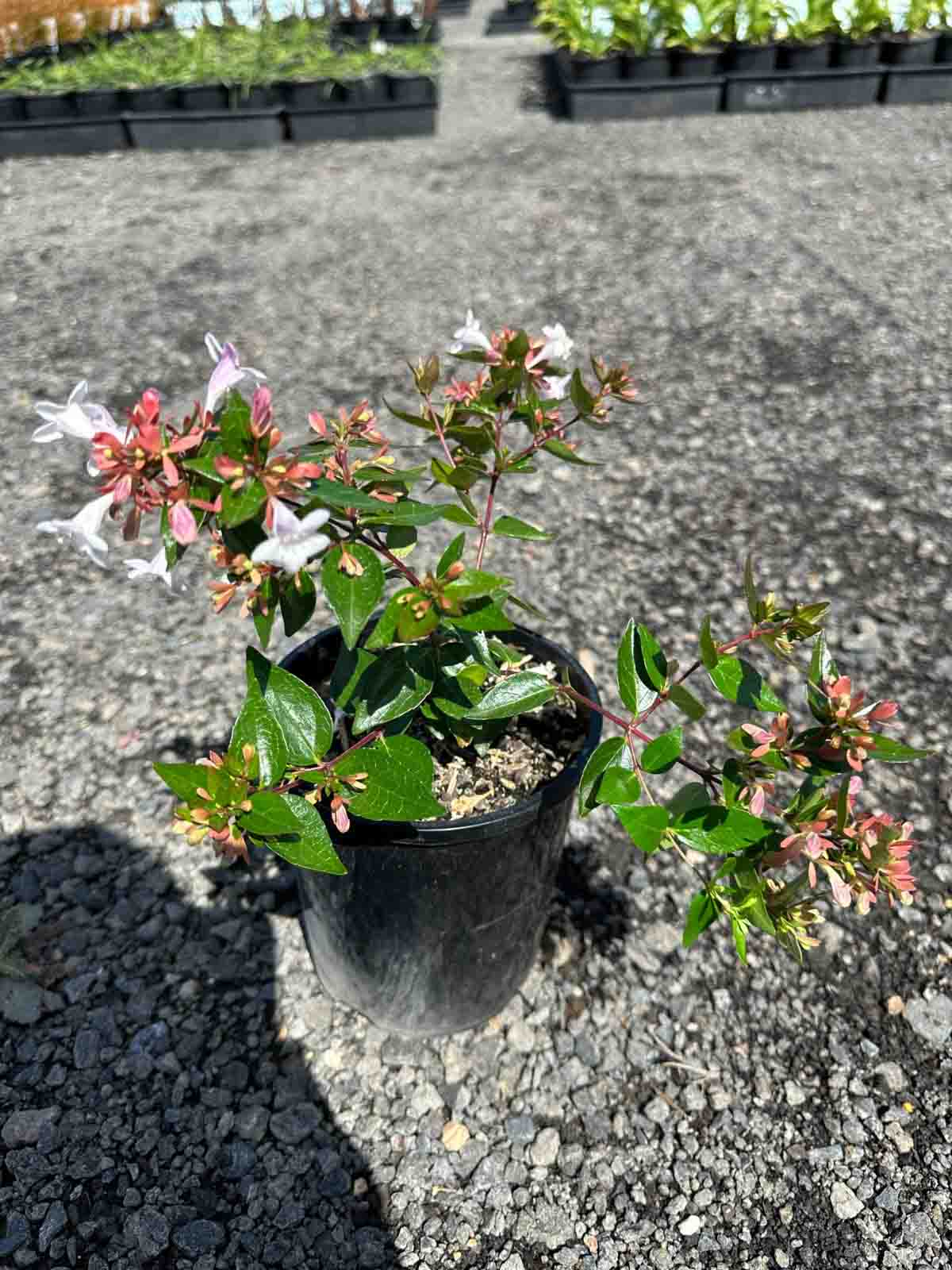 Abelia grandiflora Nana in a black pot showing white and pink tubular flowers with glossy green foliage