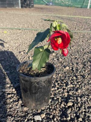 Abutilon Red Chinese Lantern in a black pot showing bright red hibiscus-like flower with yellow center and green serrated leaves