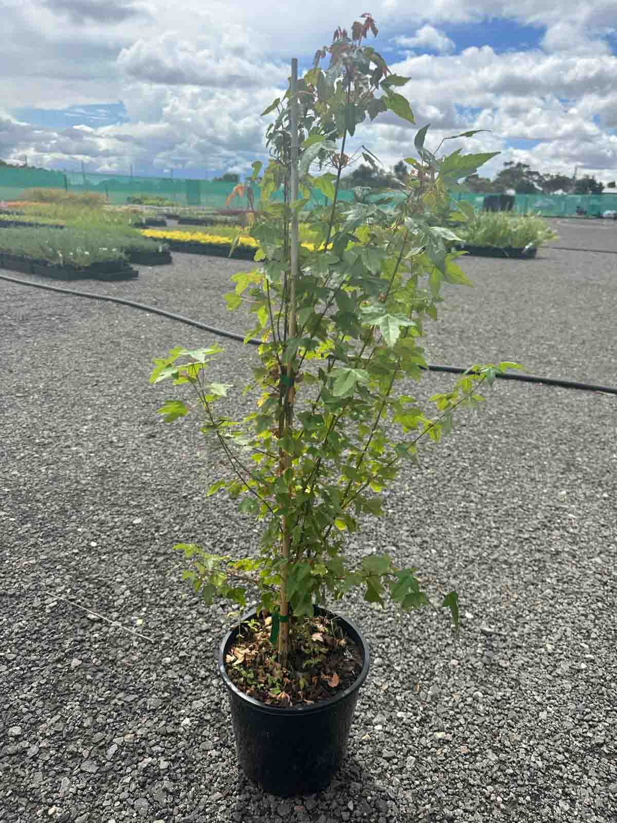Acer buergerianum Trident Maple in a black pot showing green triangular lobed foliage on a young tree with support stake