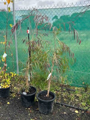 Agonis flexuosa Burgundy in black pots showing pendulous purple-bronze foliage, young plants around 30cm tall