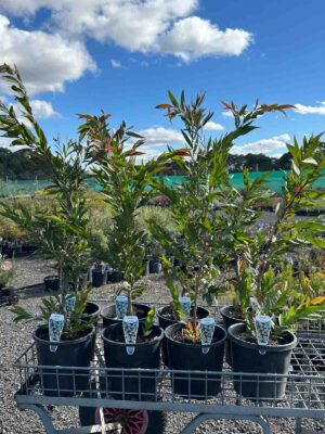 Agonis flexuosa Willow Myrtle plants in black pots at a nursery, showing young trees with narrow green leaves