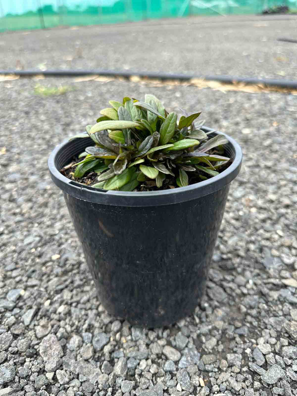 Ajuga reptans 'Chocolate Chip' in a black pot showing compact rosette of narrow dark green leaves with bronze tinge