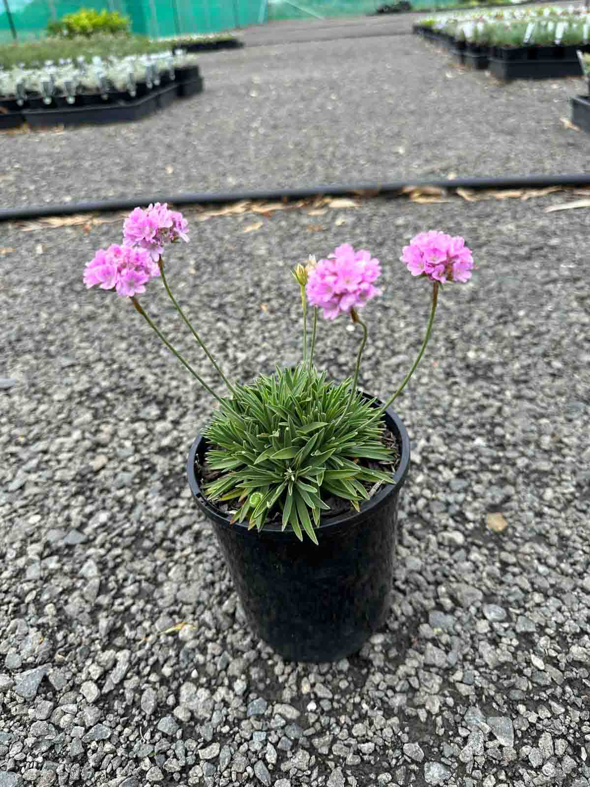 Armeria alpina Bees Pink in a black pot showing pink globe-shaped flowers on tall stems above grassy foliage