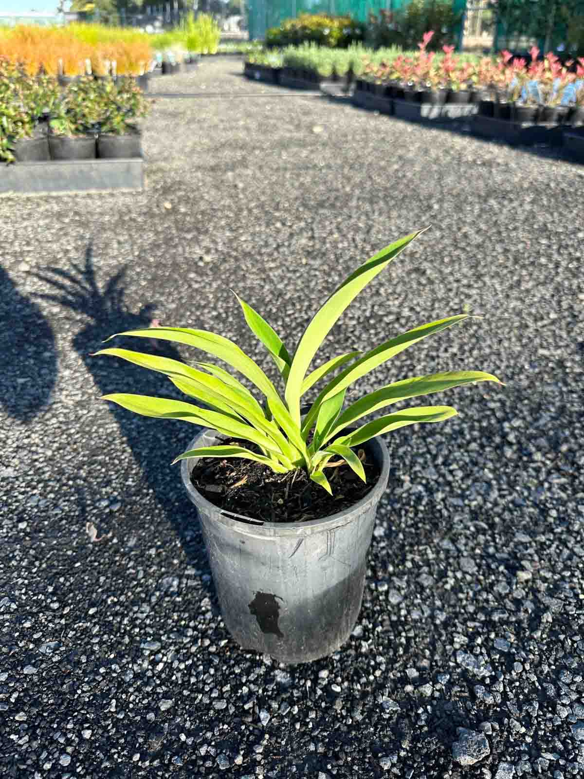 Arthripodium cirratum Renga Lily in a small pot showing bright green strappy foliage in a nursery setting