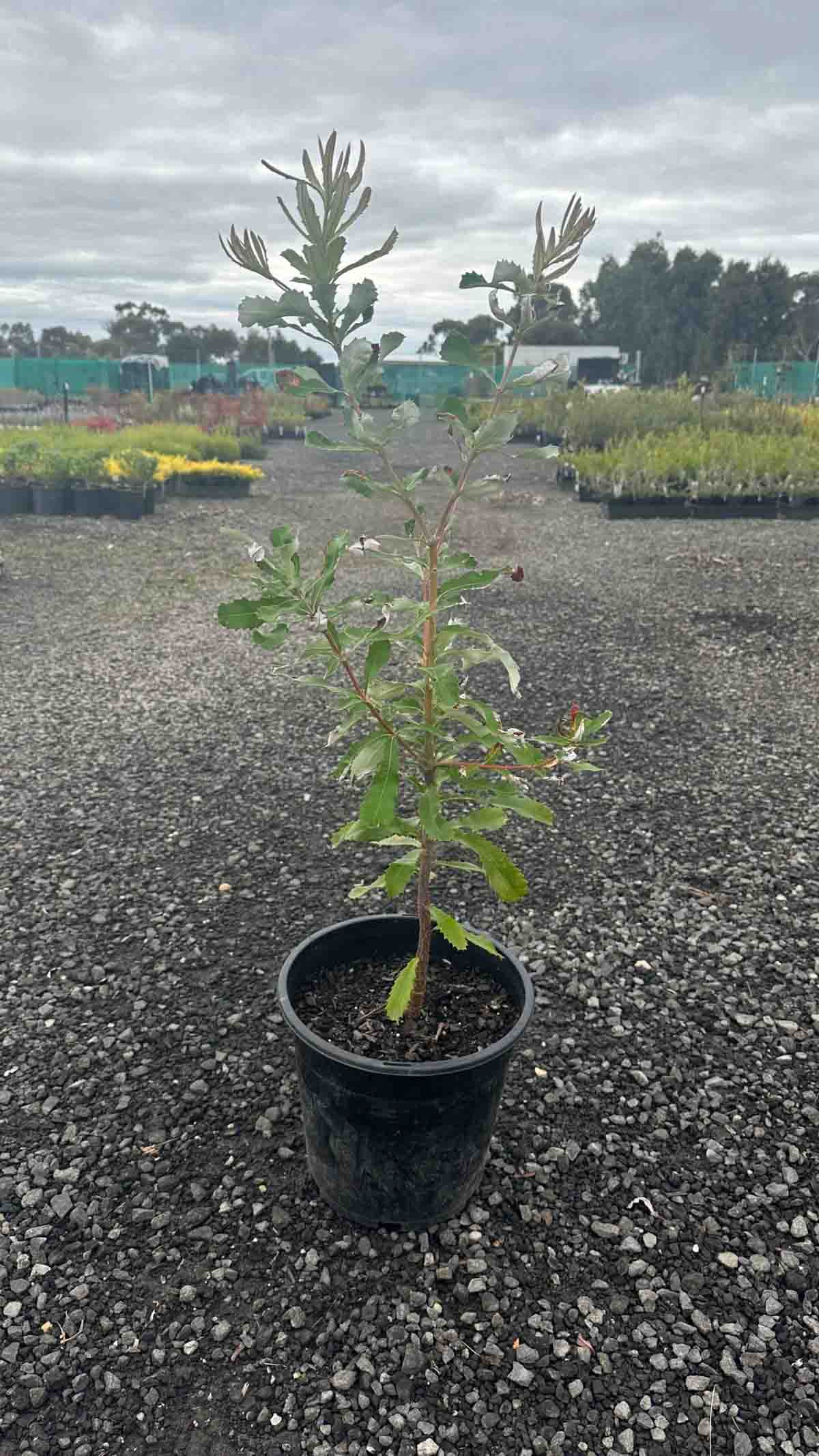 Young Coast Banksia sapling in black pot at nursery, showing characteristic serrated green leaves with silvery undersides