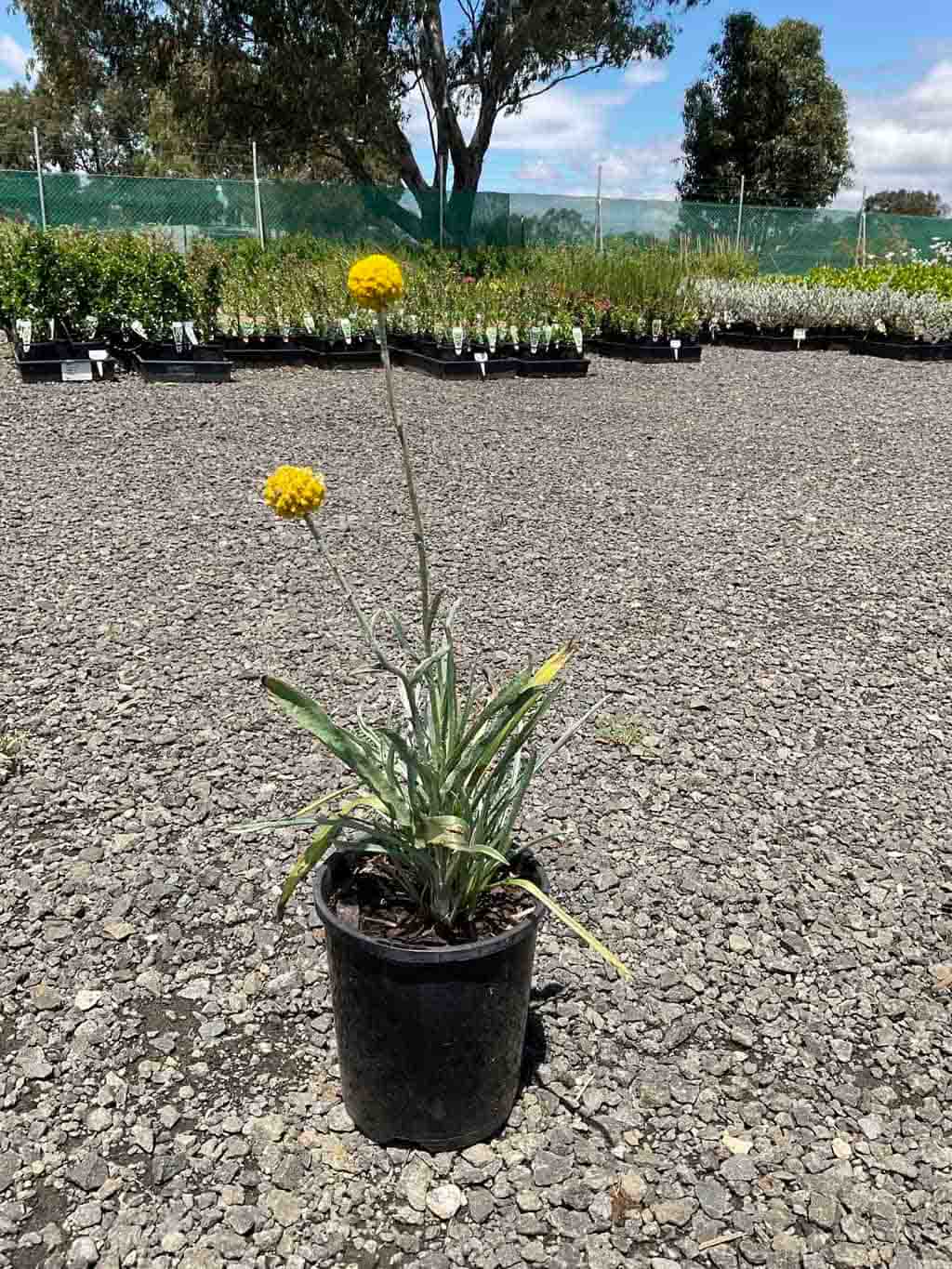 Billy Buttons Pycnosorus globosus in a black pot showing silver-green foliage and two bright yellow globe flowers on tall stems