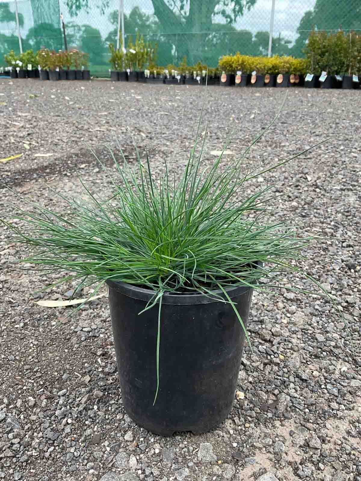 Blue Fescue Festuca glauca in a black pot showing fine grey-blue grass foliage in a compact tuft form