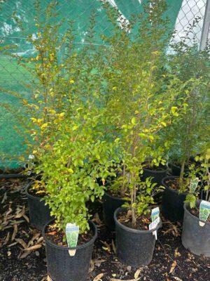 Ligustrum undulatum Box leaved privet plants in 140mm black pots at a nursery, showing glossy green foliage