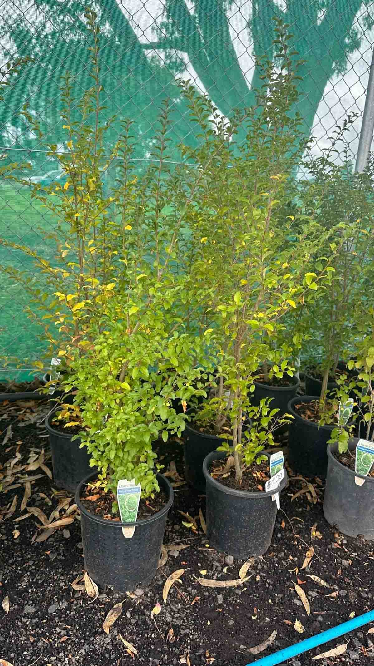 Ligustrum undulatum Box leaved privet plants in 140mm black pots at a nursery, showing glossy green foliage
