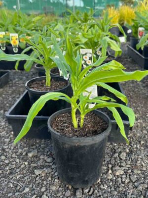 Young Bracteantha starwflower scarlet plant in black nursery pot showing green foliage at 14cm height