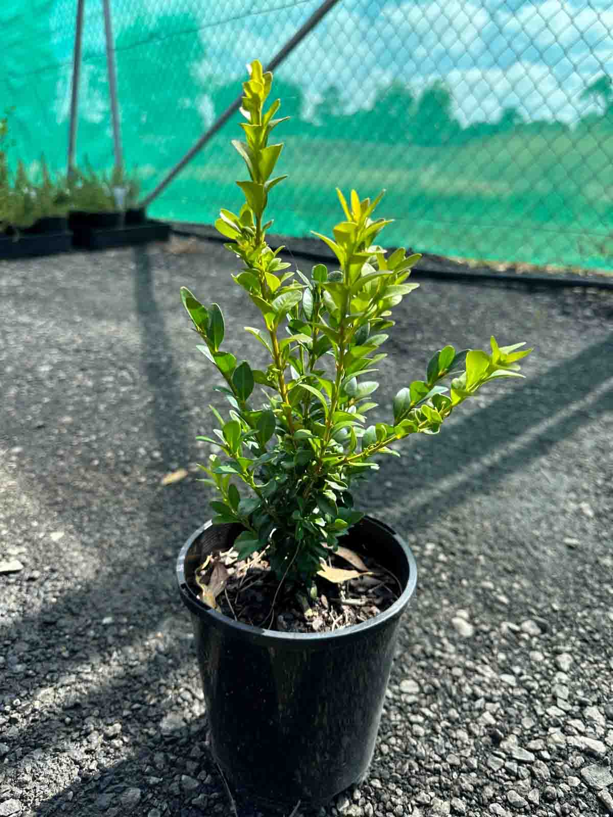 English Box in a 140mm black pot showing dense green foliage and compact growth habit