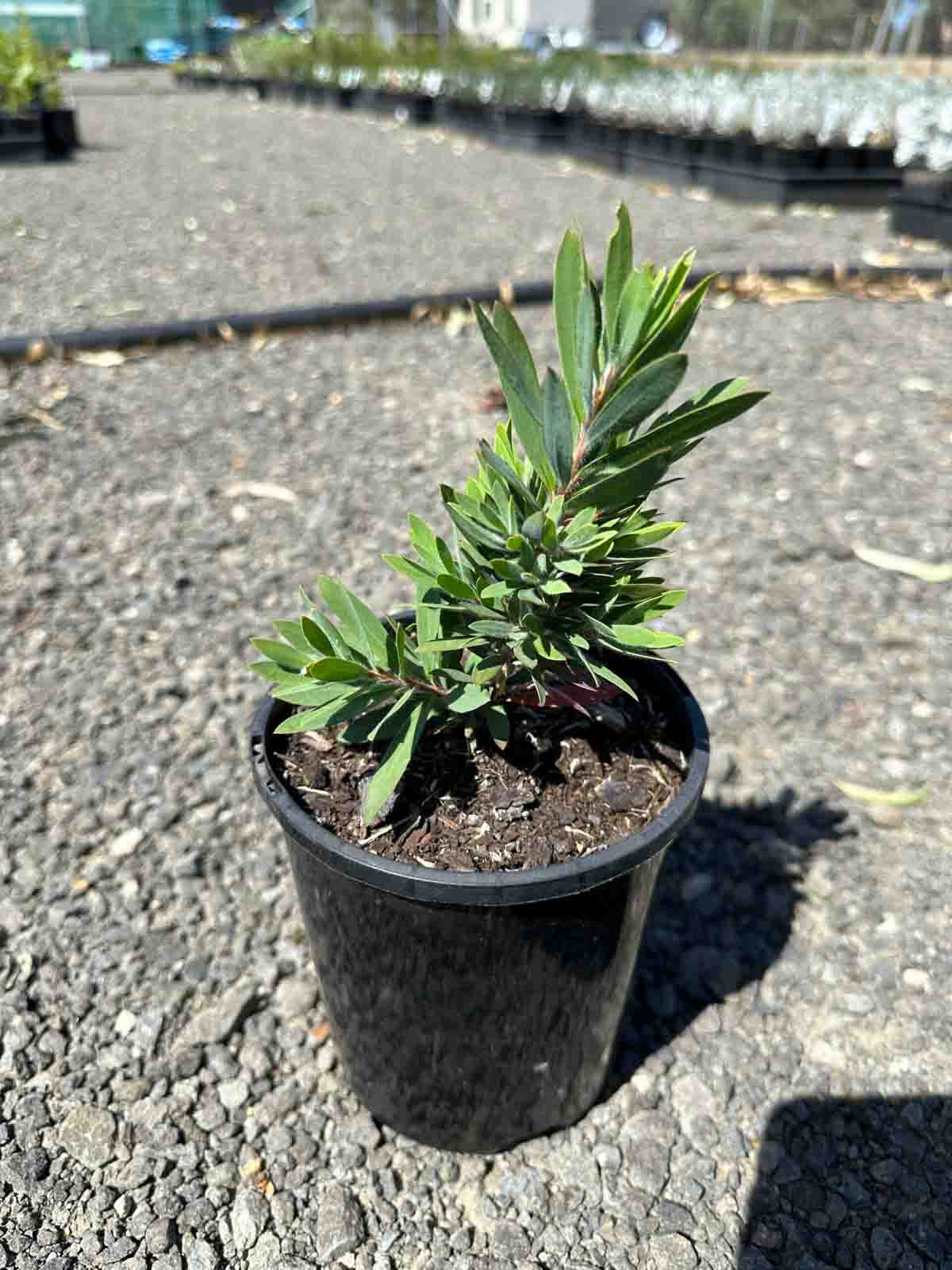 Callistemon 'Little John' in a black pot showing compact growth with narrow green leaves in a nursery setting