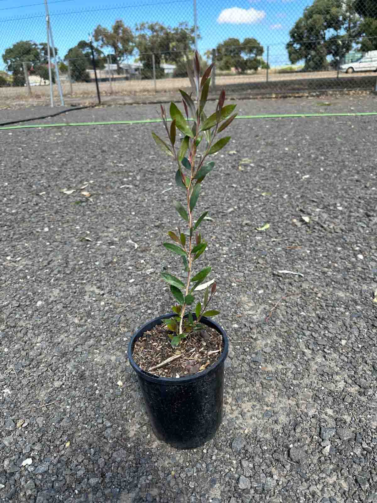 Callistemon pallidus Lemon Bottlebrush in a 200mm black pot, showing young green and reddish foliage growth