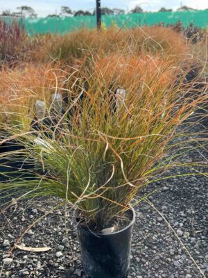 Carex testacea Orange Sedge in a black pot, showing distinctive orange and green grass-like foliage with weeping habit