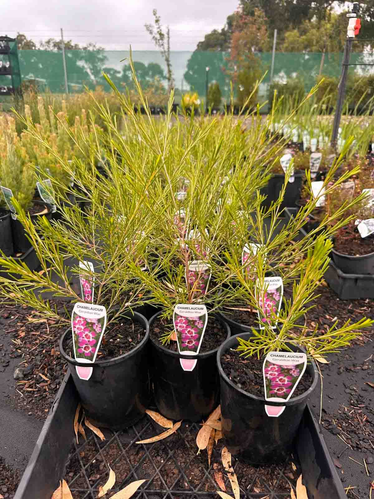 Young Chamelaucium uncinatum Geraldton Wax plants in black pots at nursery, showing needle-like foliage