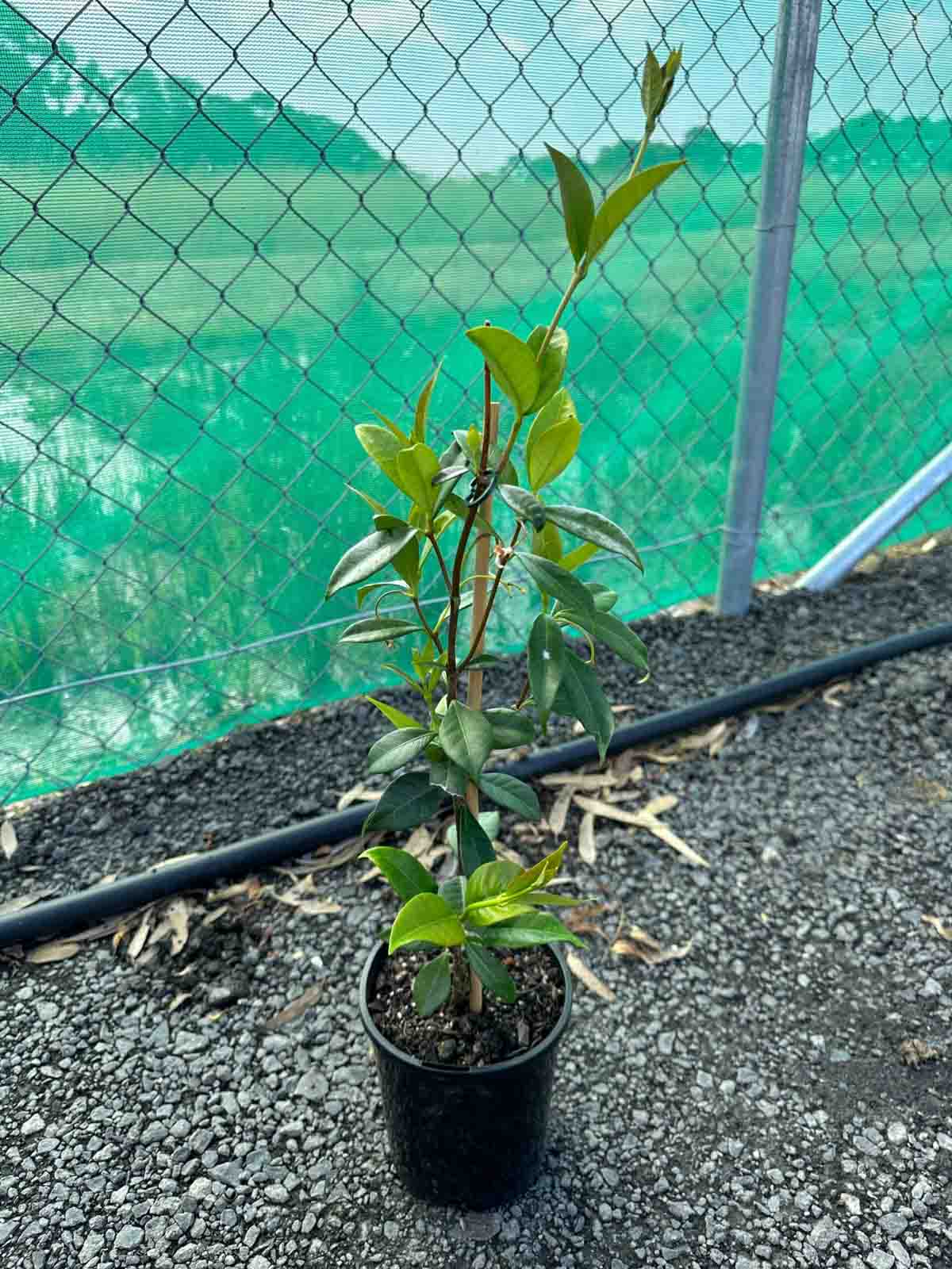 Chinese Star Jasmine in a black pot showing glossy green foliage and climbing growth habit, currently 14cm tall