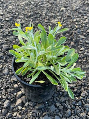 Chrysocephalum apiculatum Yellow Buttons in a black pot showing silvery-green narrow leaves with small yellow flowers