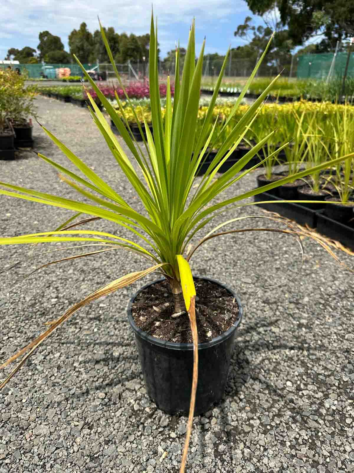 Cordyline australis 'Autumn' in a black pot showing green sword-shaped leaves with pink-red midribs at a nursery