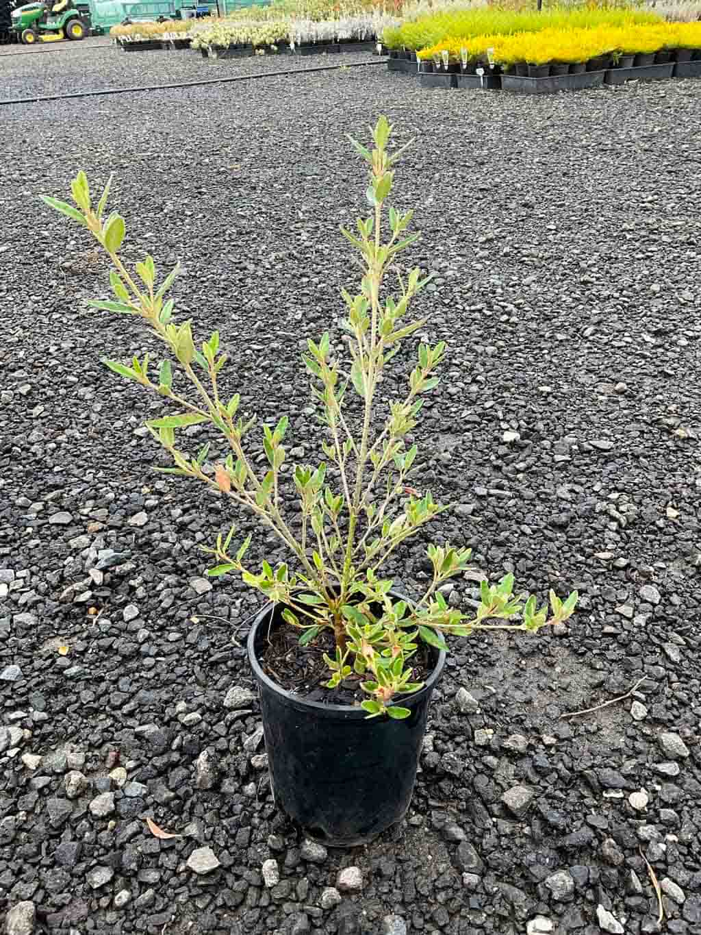 Correa decumbens in a black pot showing green leathery foliage on upright stems, positioned on gravel at a nursery