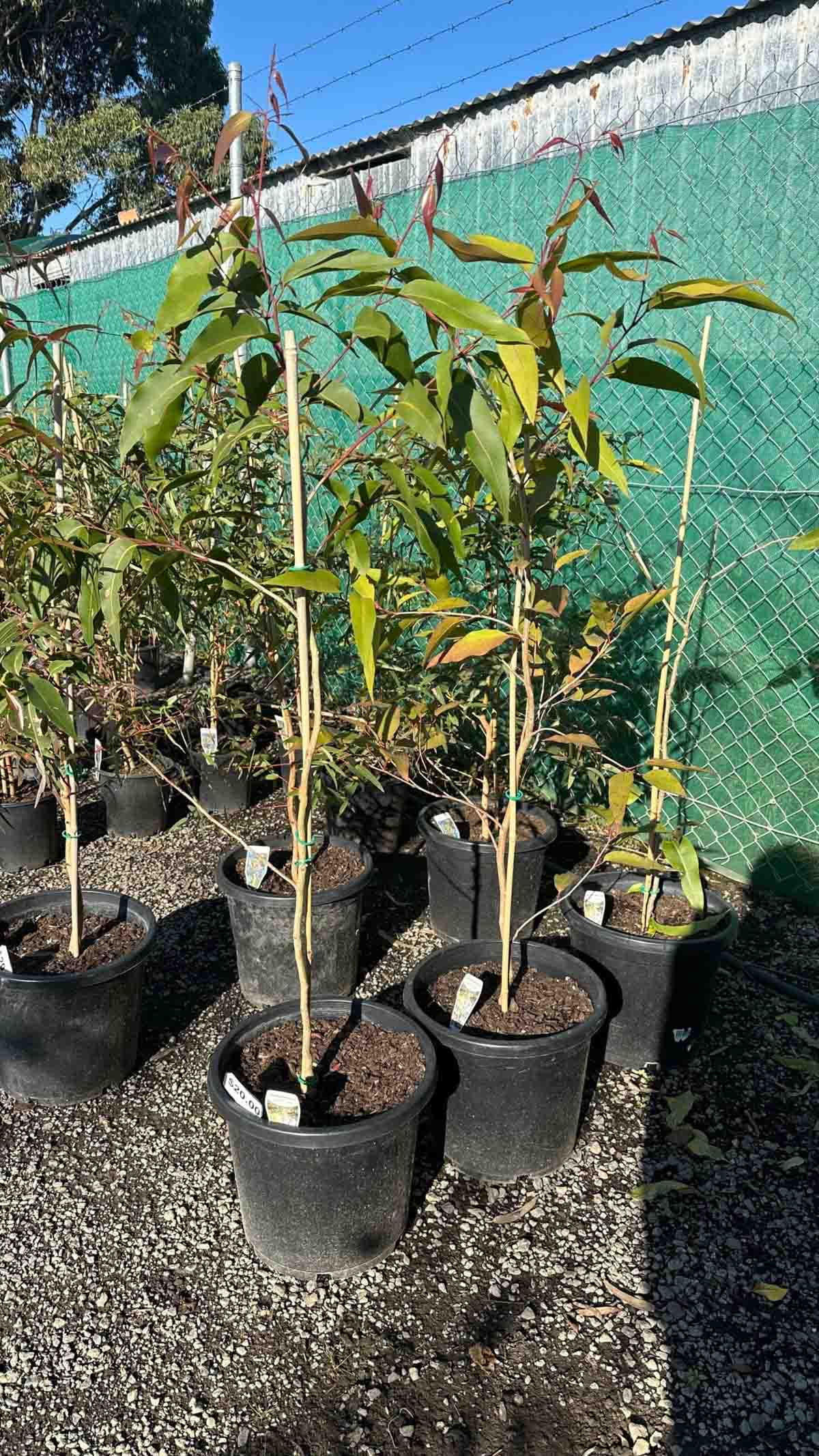 Young Corymbia maculata Spotted Gum trees in black nursery pots, showing distinctive reddish stems and green foliage