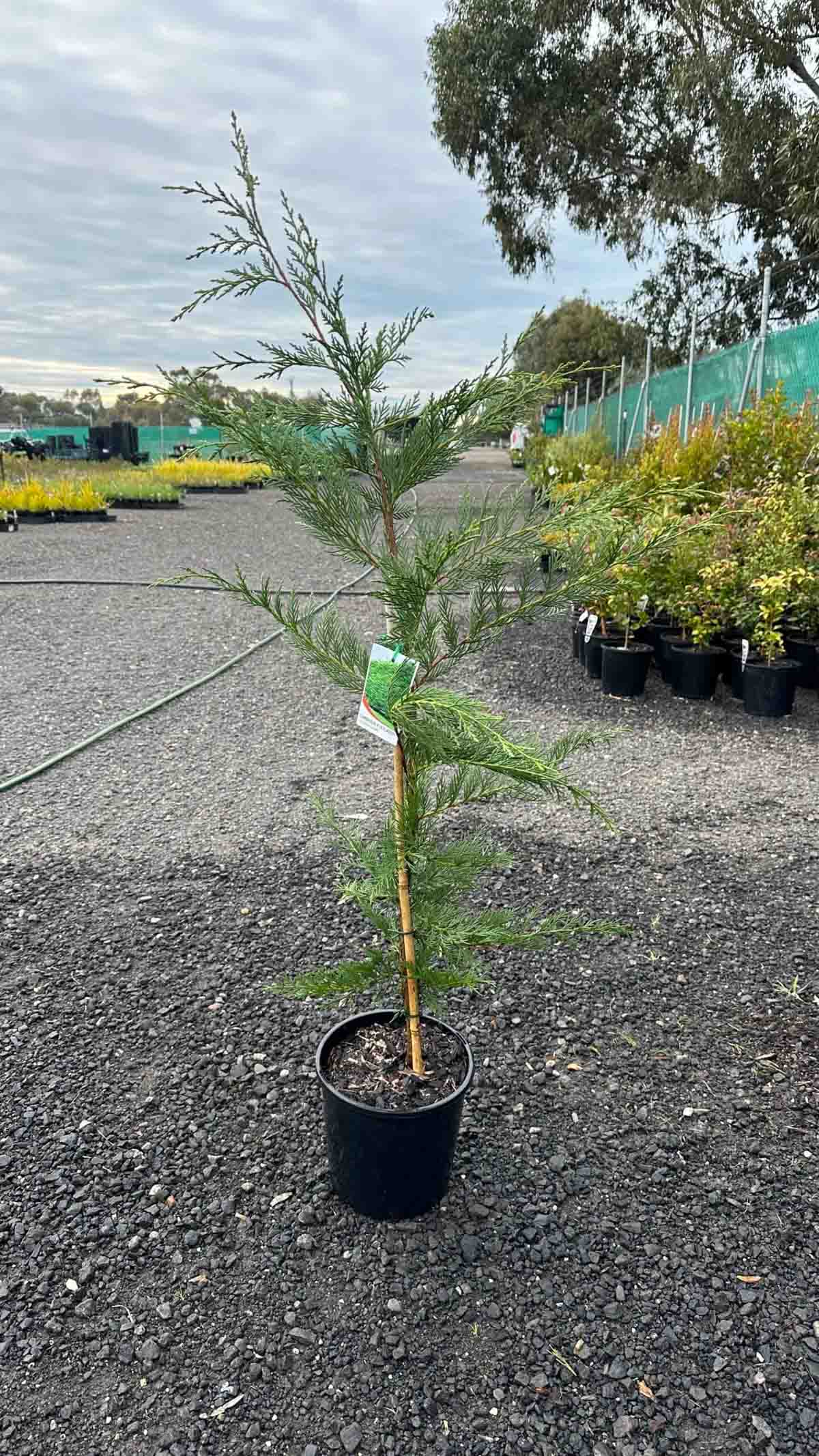 Young Cupressocyparis leylandii Leightons Green in black pot at nursery, showing feathery green conifer foliage