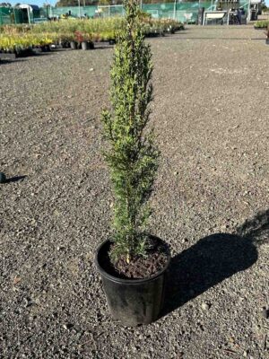 Cupressus sempervirens Glauca in a black pot showing tall columnar form with blue-grey foliage at a nursery