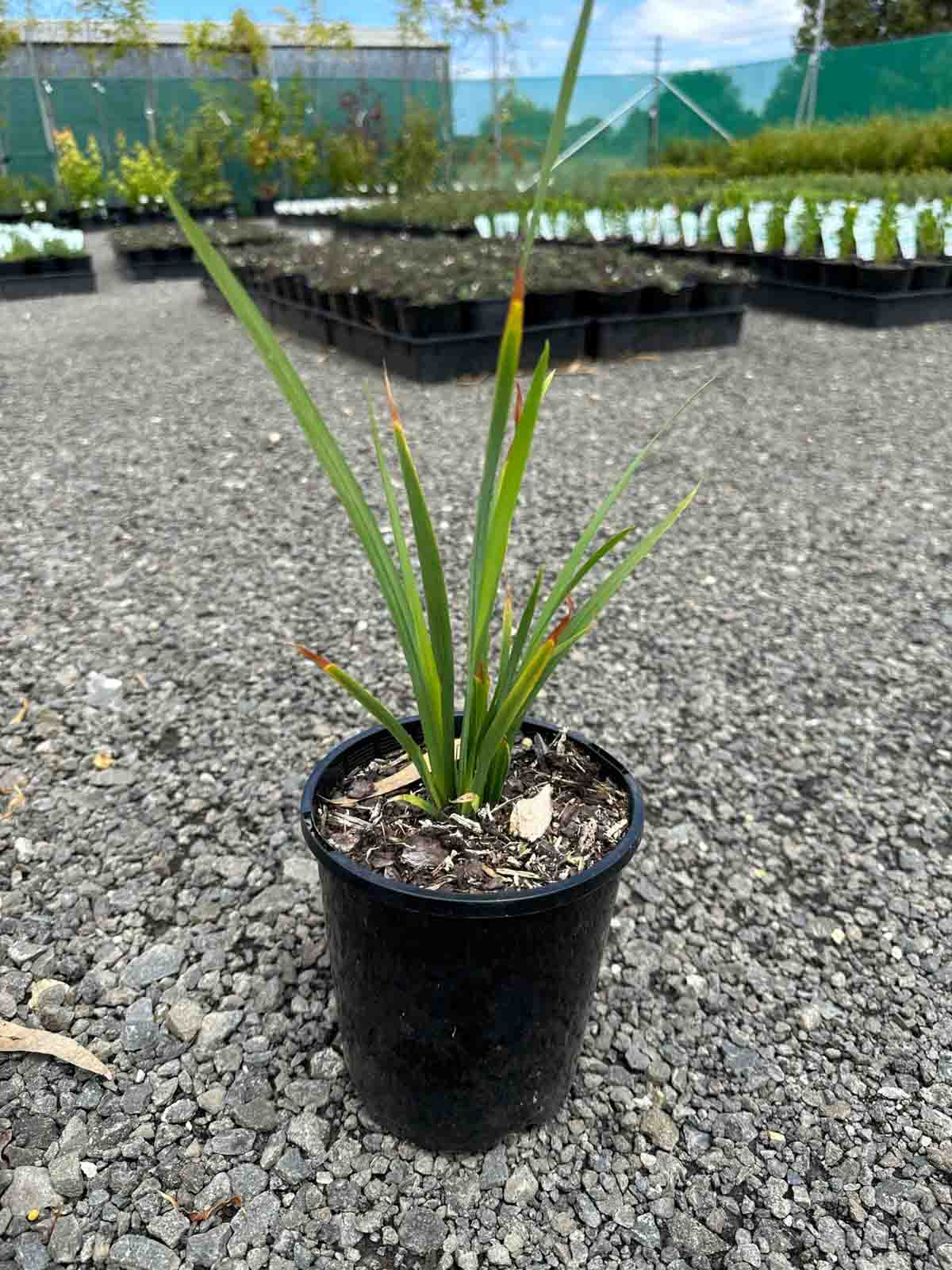 Young Dietes bicolor African Iris plant in black pot showing upright lime-green strappy leaves in nursery setting