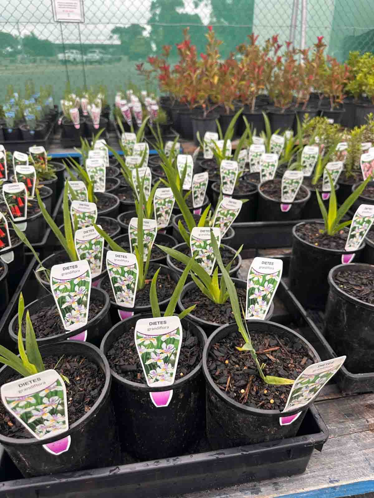 Dietes grandiflora Wild Iris plants in black pots showing sword-shaped green foliage at a wholesale nursery