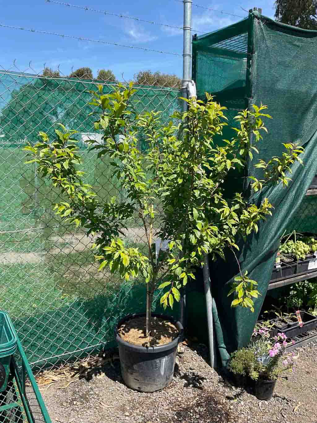 Dwarf flowering plum Prunus hybrida Elvins in a large black pot, showing young green foliage in nursery setting