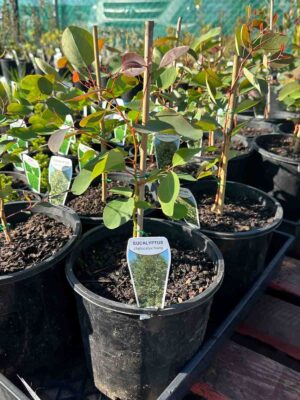 Young Eucalyptus cladocalyx nana (Dwarf sugar gum) saplings in black pots at a nursery, showing green heart-shaped leaves