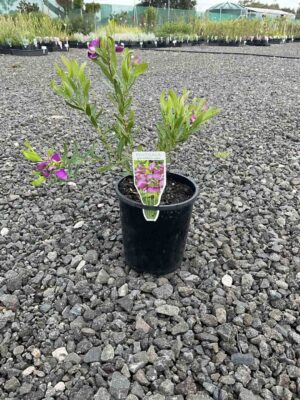 Dwarf Sweet Pea Shrub in a black pot showing green foliage and purple pea-like flowers at a nursery