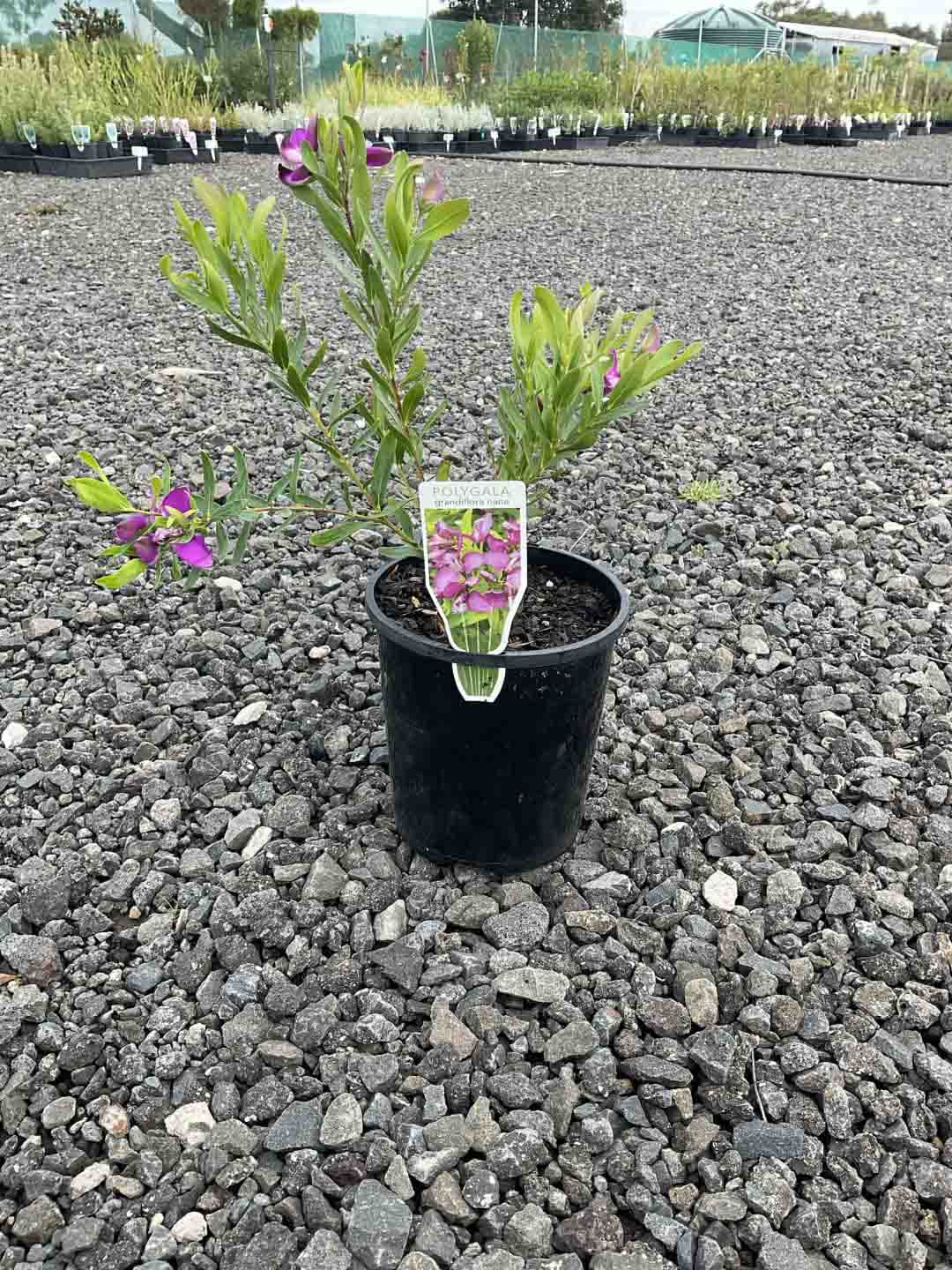 Dwarf Sweet Pea Shrub in a black pot showing green foliage and purple pea-like flowers at a nursery