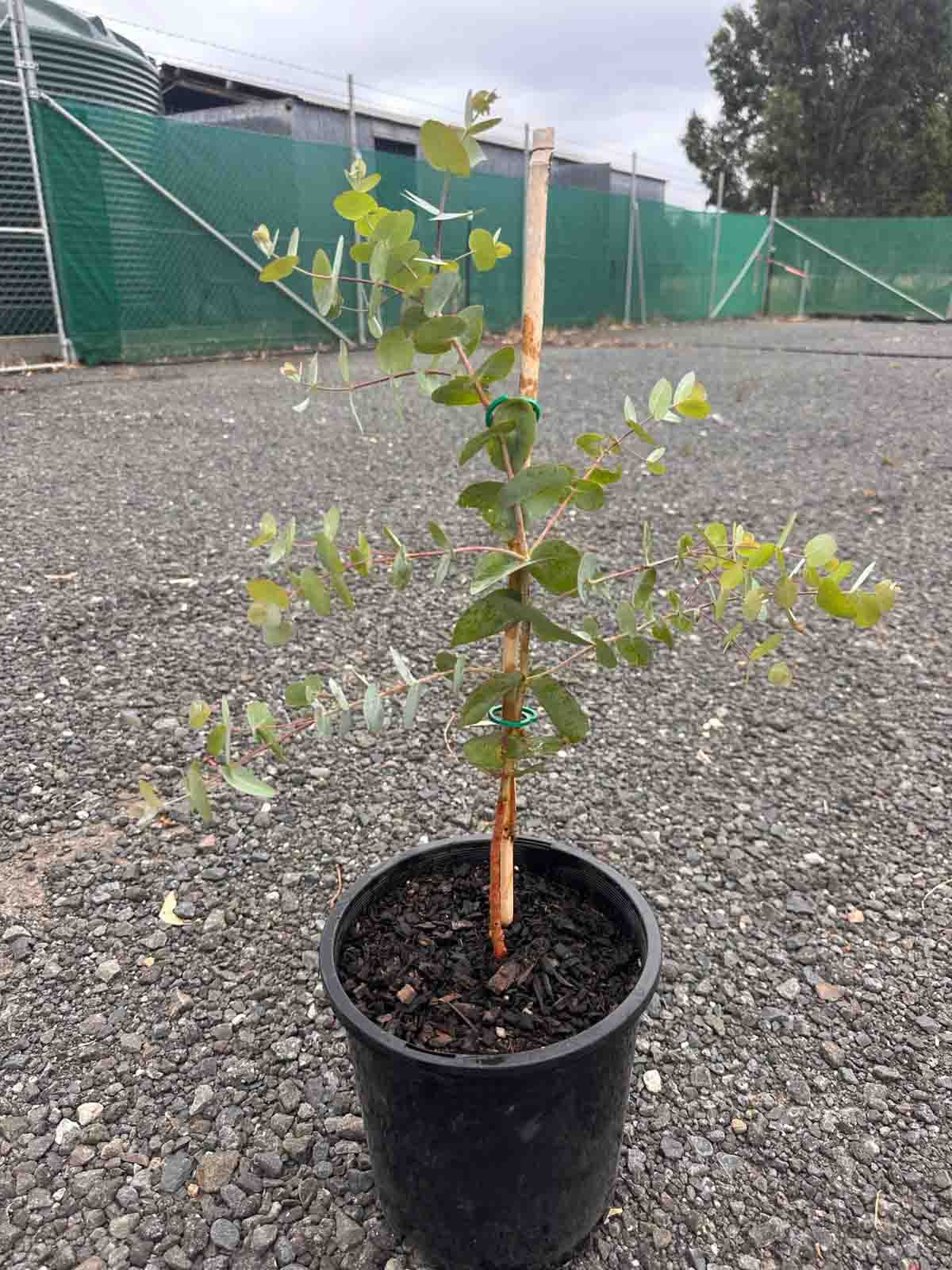 Young Eucalyptus cinerea Silver Dollar tree in black pot showing characteristic round silver-blue leaves on reddish stems