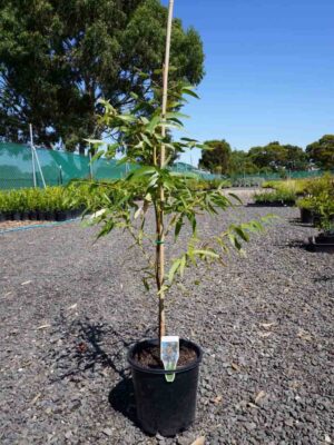 Young Eucalyptus mannifera Manna Gum sapling in black pot with support stake at nursery, showing green juvenile leaves