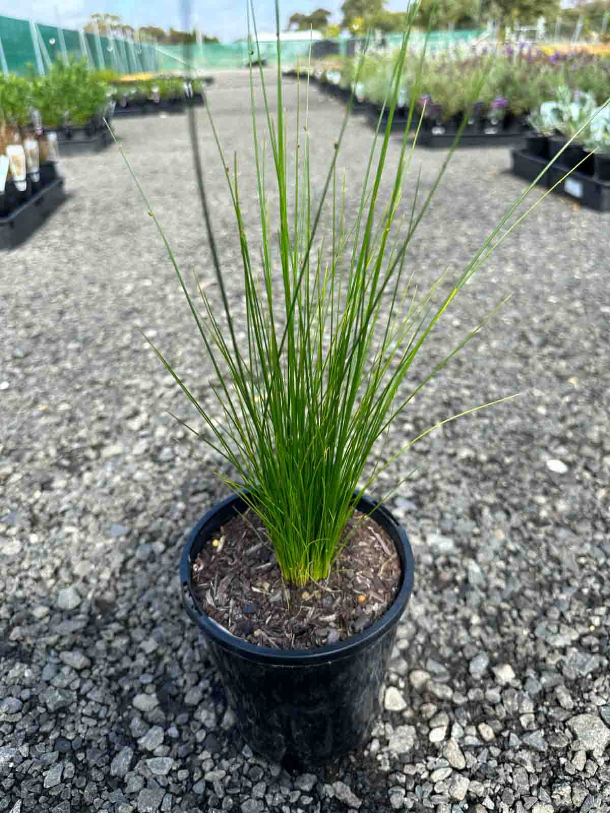Ficinia nodosa (Knobby Club Rush) in a black pot showing upright green cylindrical foliage in a nursery setting