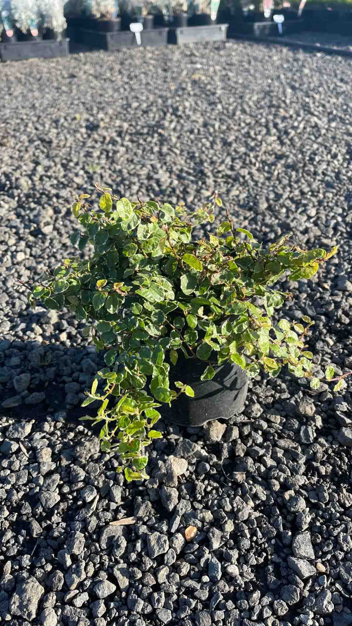 Ficus pumila Frosty in a small black pot showing variegated green and white foliage on gravel ground