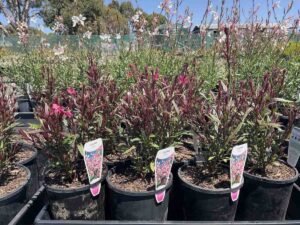 Gaura Lindheimer Pink plants in black nursery pots showing burgundy-red foliage and white butterfly-like flowers on tall stems