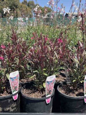 Gaura Lindheimer Pink plants in black nursery pots showing burgundy-red foliage and white butterfly-like flowers on tall stems