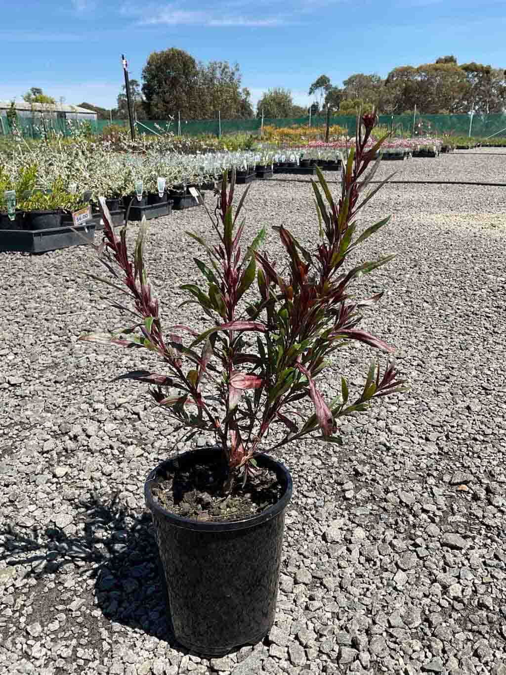 Gaura lindheimeri Belleza Dark Pink in a black pot showing young stems with green and reddish foliage at a nursery