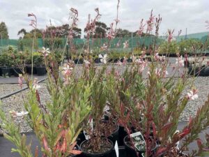 Gaura Lindheimeri White Gaura plants in black pots showing tall stems with small white butterfly-like flowers