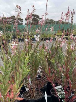 Gaura Lindheimeri White Gaura plants in black pots showing tall stems with small white butterfly-like flowers