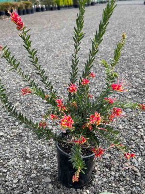 Grevillea Fireworks in a black pot showing red and yellow spider flowers with dense blue-green foliage at a nursery