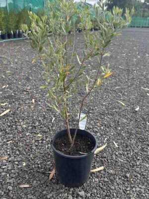 Grevillea olivacea Red young plant in black pot showing narrow green foliage and branching growth habit at nursery