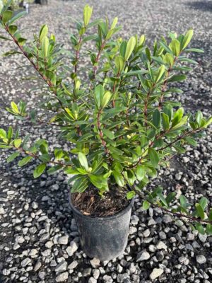 Hebe 'Inspiration' in a black pot showing glossy green oval leaves on reddish stems in a nursery setting