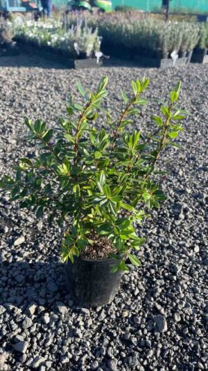Hebe Lake in a black nursery pot showing glossy green evergreen foliage on multiple branching stems