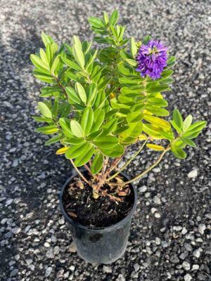 Hebe franciscana Blue Gem in a black pot showing glossy green foliage and bright purple-blue flower spike