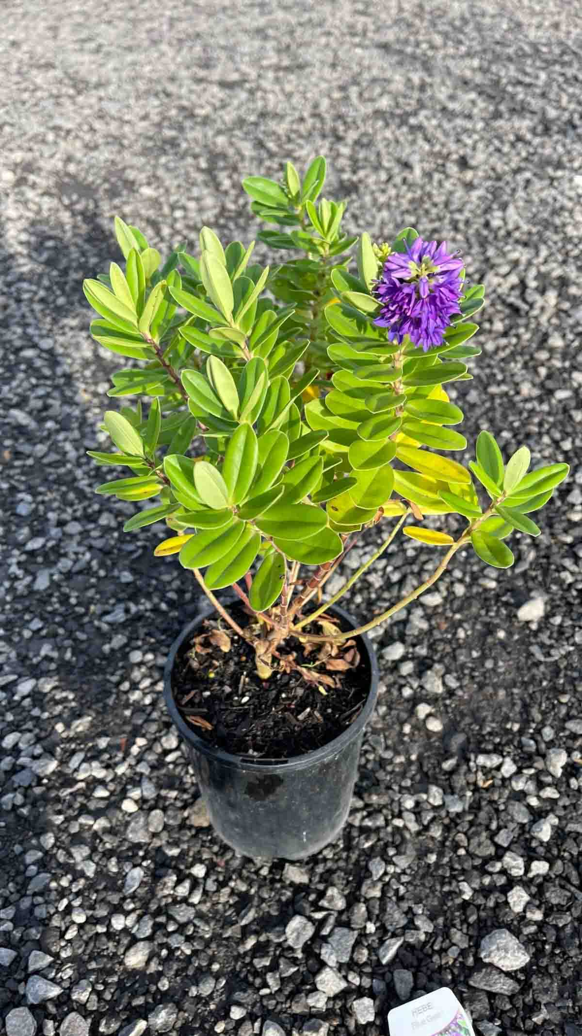 Hebe franciscana Blue Gem in a black pot showing glossy green foliage and bright purple-blue flower spike