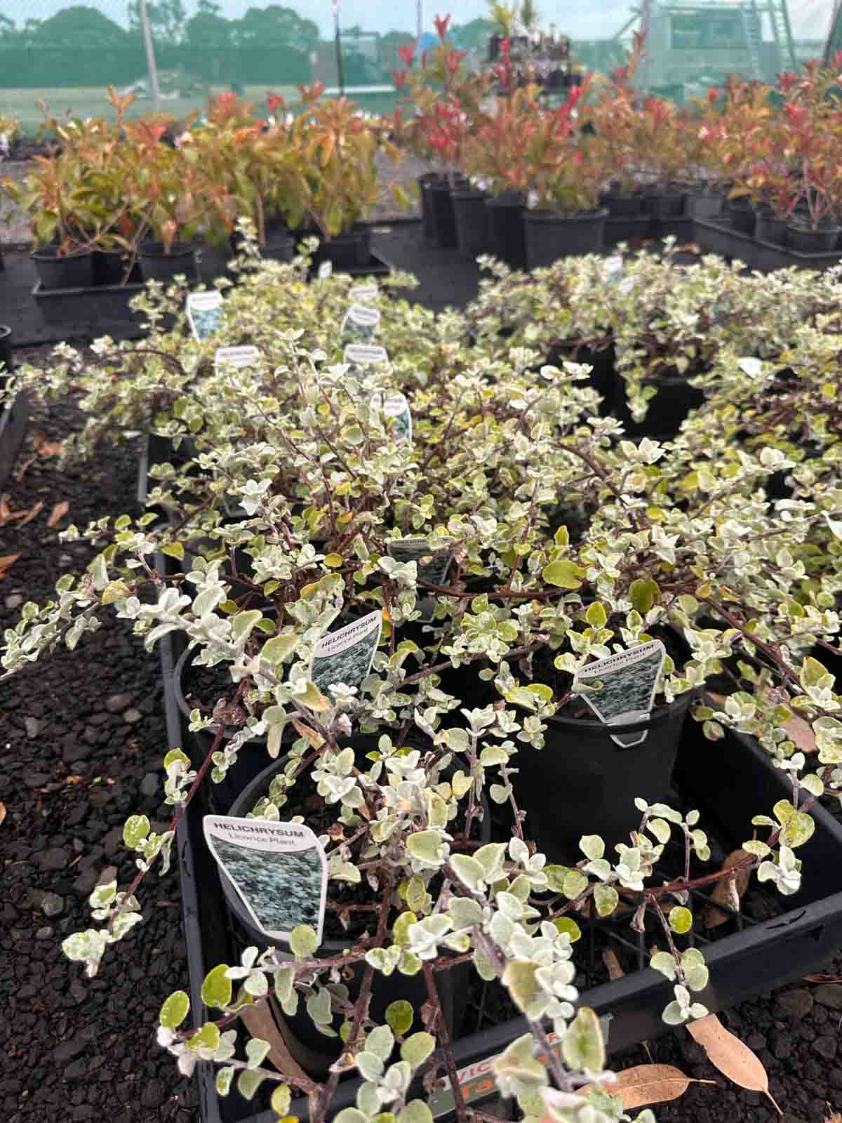 Helichrysum petiolare Licorice Plant in black pots showing soft grey heart-shaped foliage in nursery setting