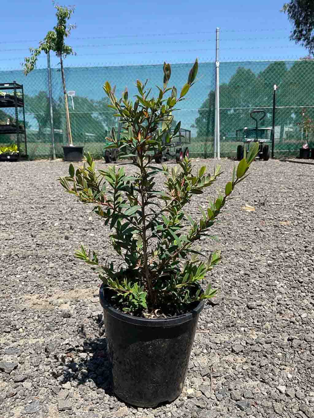 Melaleuca hypericifolia Hillock Bush in a black nursery pot, showing bright green foliage on multiple stems
