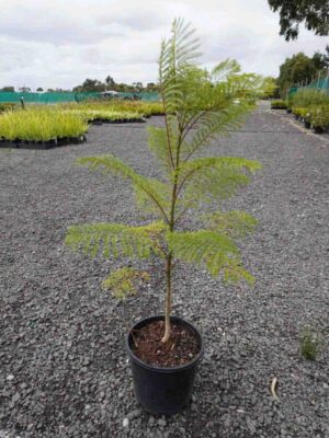 Young Jacaranda mimosifolia sapling in black pot showing characteristic feathery green foliage at nursery